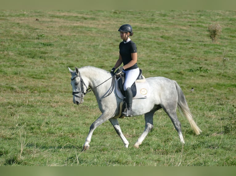 Cob Mare 8 years 14,1 hh Gray in Ganschow