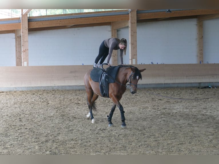 Cob Mare 8 years 15.1 hh Brown in Ganschow