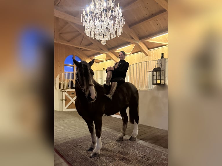 Cob Mare 8 years 15,1 hh Chestnut in Amerang