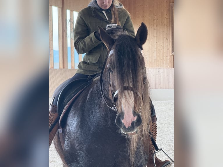 Cob Mare 8 years 15,1 hh Chestnut in Amerang