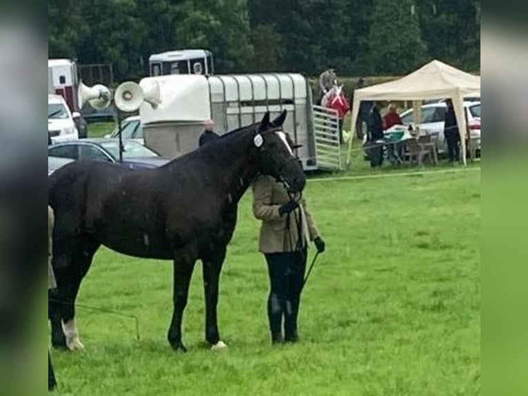 Cob Mare 8 years Black in Tipperary