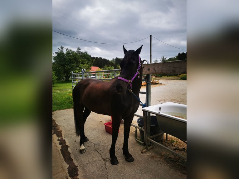 Cob Mix Mare 9 years 14 hh Bay-Dark in Tettnang