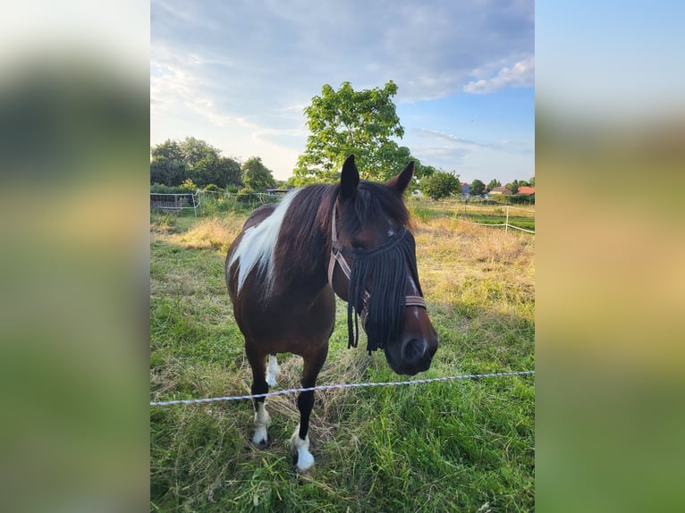Cob Mare 9 years 14,1 hh Pinto in Hemmingen Cob Mare 9 years 14,1 hh Pinto in Hemmingen