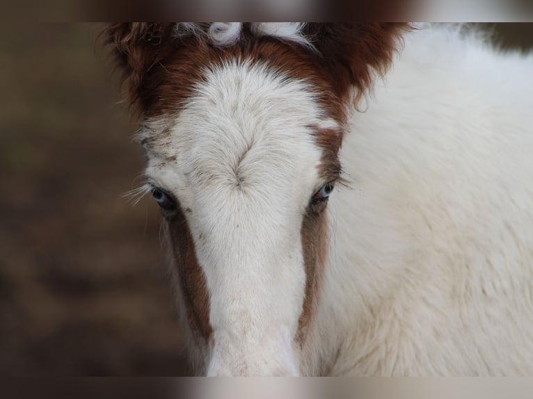 Cob Mare  14,1 hh Brown in Auray