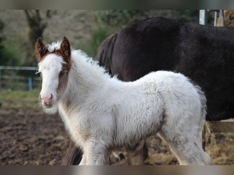 Cob Mare  14,1 hh Brown in Auray