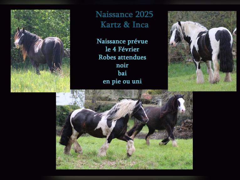 Cob Mare  14,1 hh Brown in Auray