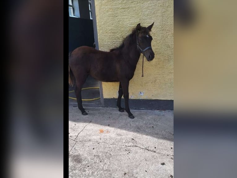 Cob Mix Mare Foal (05/2024) 14 hh Brown Falb mold in Torren