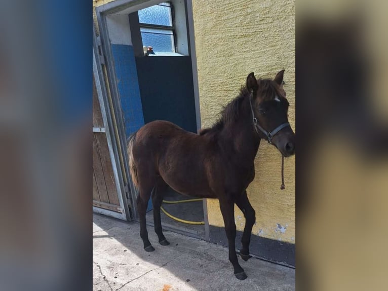 Cob Mix Mare Foal (05/2024) 14 hh Brown Falb mold in Torren