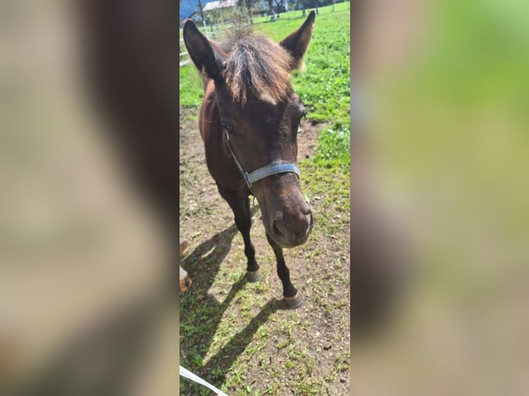 Cob Mix Mare Foal (05/2024) 14 hh Brown Falb mold in Torren