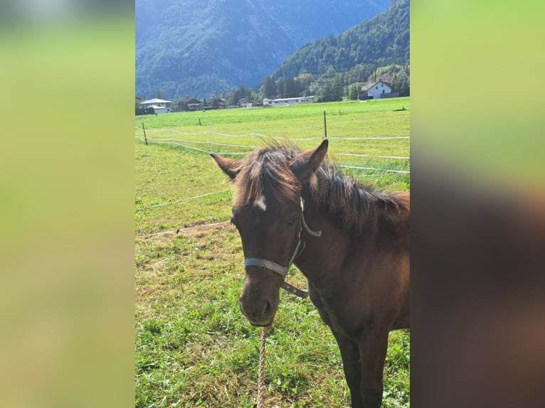 Cob Mix Mare Foal (05/2024) 14 hh Brown Falb mold in Torren