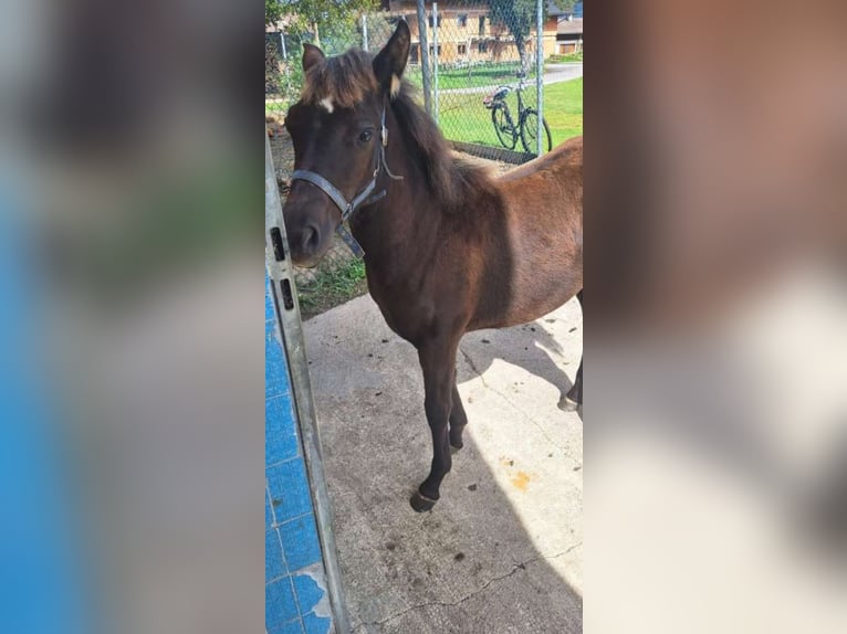 Cob Mix Mare Foal (05/2024) 14 hh Brown Falb mold in Torren