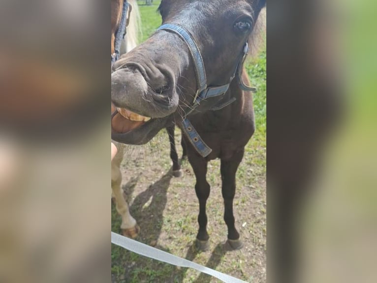 Cob Mix Mare Foal (05/2024) 14 hh Brown Falb mold in Torren