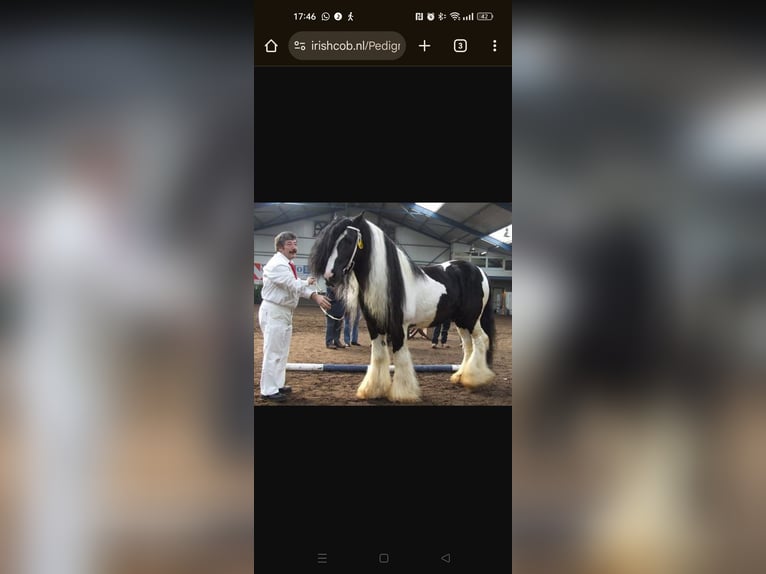 Cob Mare Foal (05/2025) 16,1 hh Pinto in Helmond