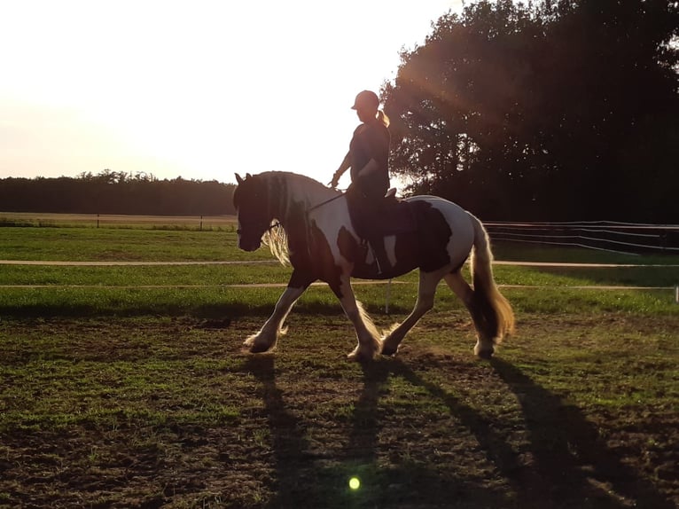 Cob Mare Foal (05/2025) 16,1 hh Pinto in Helmond