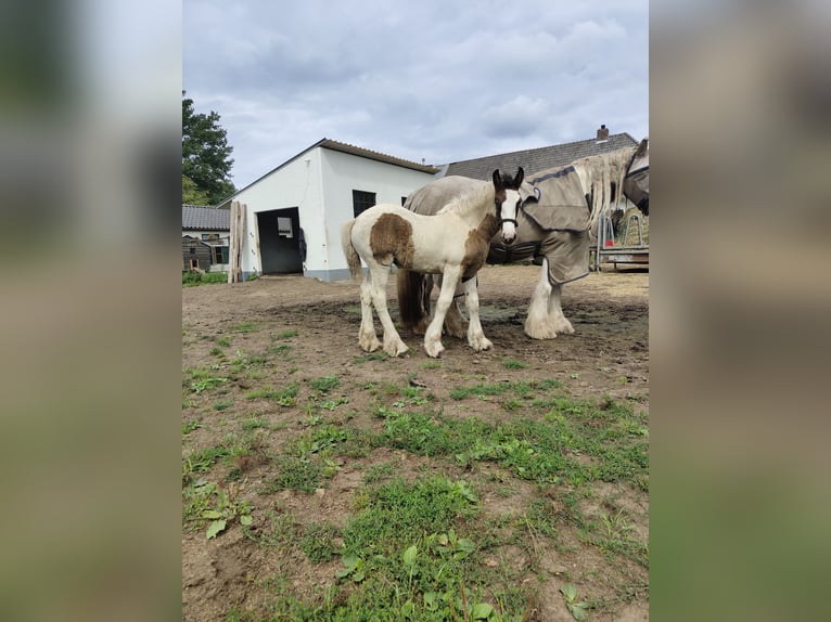 Cob Mare Foal (05/2025) 16,1 hh Pinto in Helmond