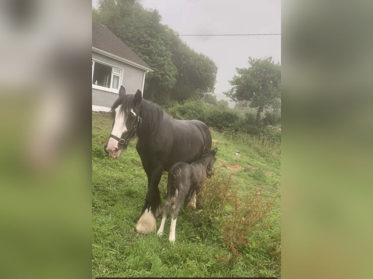 Cob Mix Mare Foal (06/2023) Black in Co Kerry
