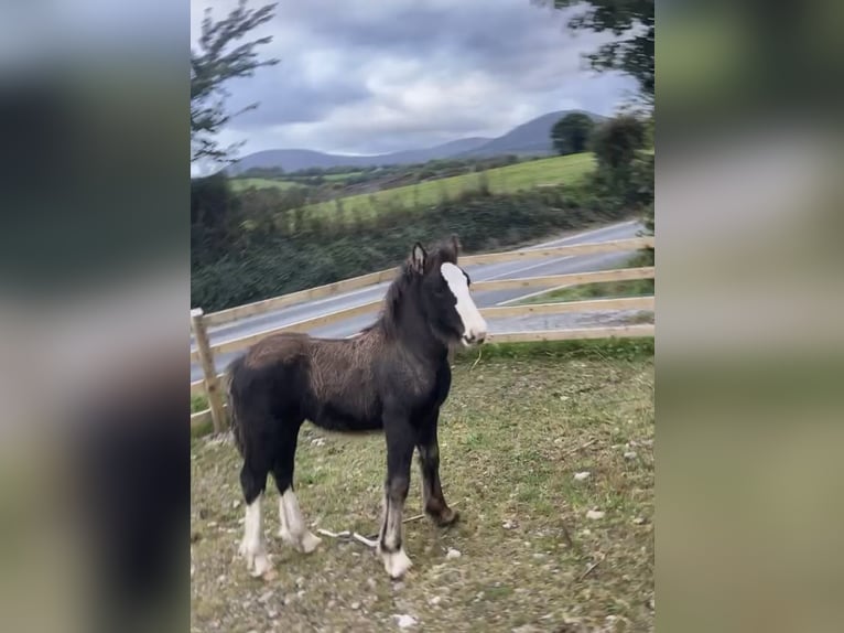 Cob Mix Mare Foal (06/2023) Black in Co Kerry