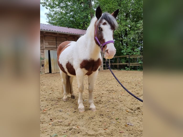 Cob Merrie 10 Jaar 137 cm Gevlekt-paard in Ulm