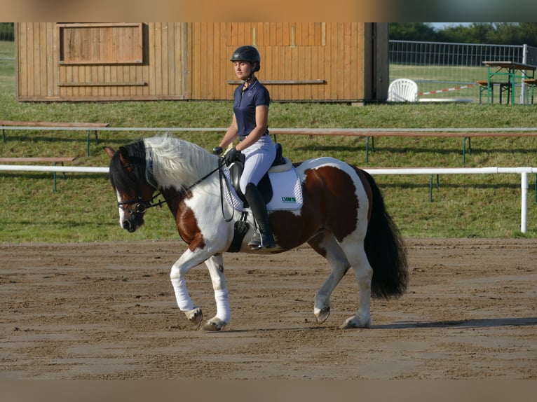 Cob Merrie 10 Jaar 145 cm Gevlekt-paard in Ganschow