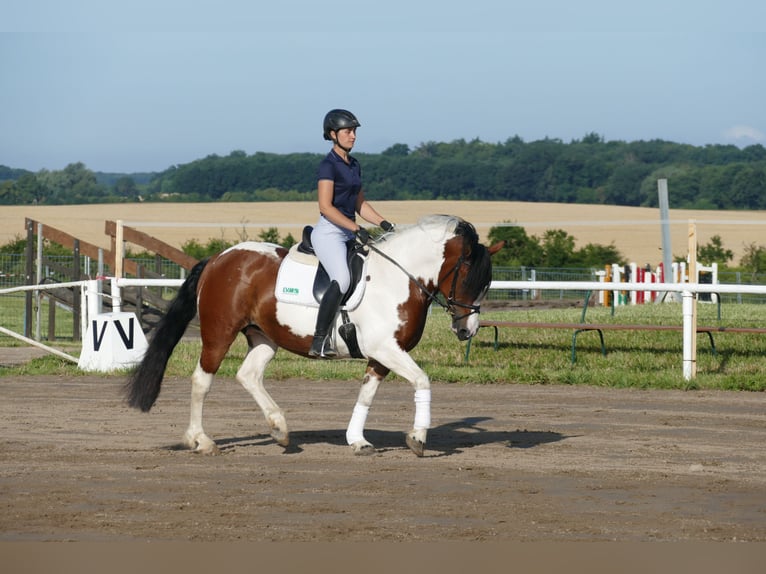 Cob Merrie 10 Jaar 145 cm Gevlekt-paard in Ganschow