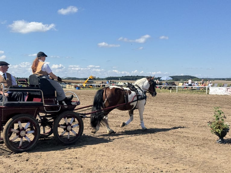 Cob Merrie 10 Jaar 145 cm Gevlekt-paard in Ganschow