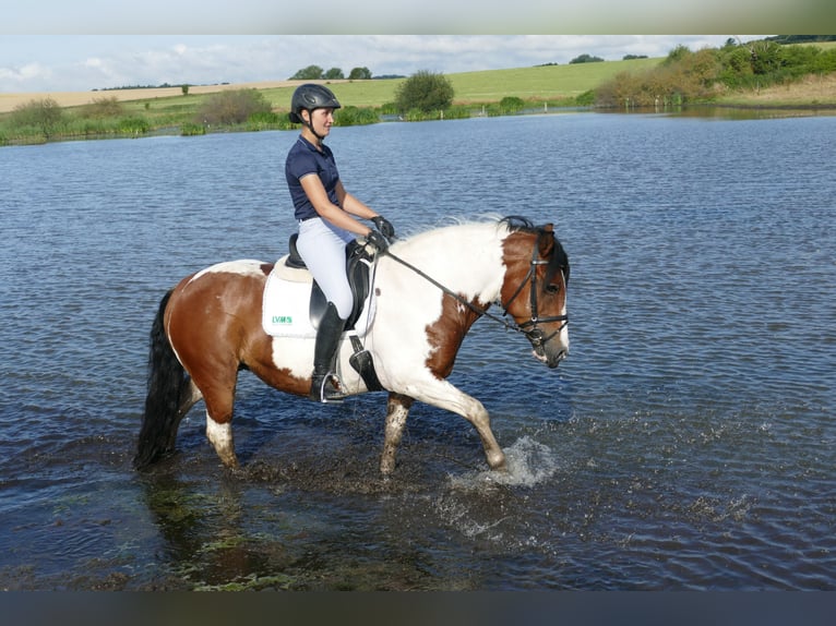 Cob Merrie 10 Jaar 145 cm Gevlekt-paard in Ganschow