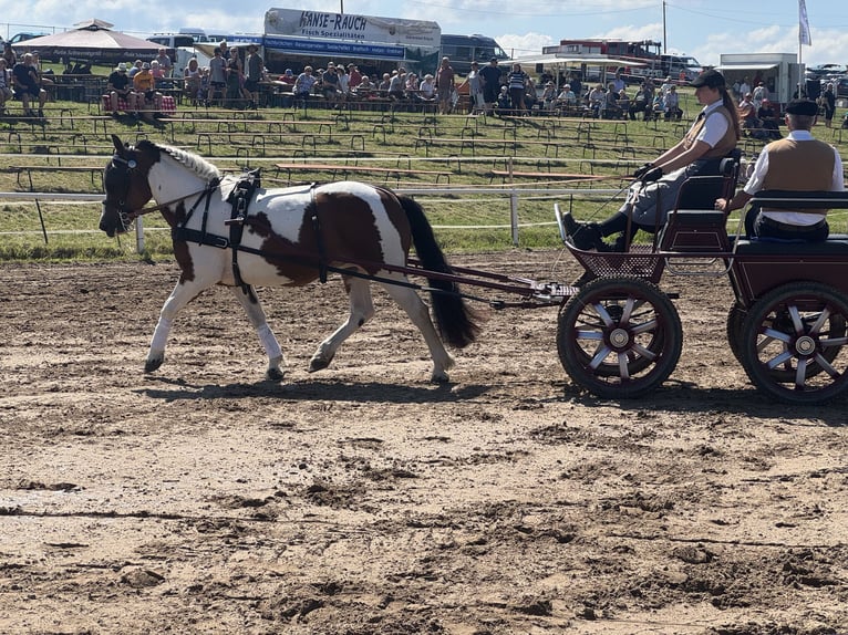 Cob Merrie 10 Jaar 145 cm Gevlekt-paard in Ganschow