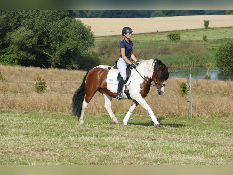 Cob Merrie 10 Jaar 145 cm Gevlekt-paard in Ganschow