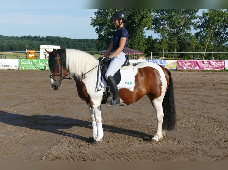 Cob Merrie 10 Jaar 145 cm Gevlekt-paard in Ganschow