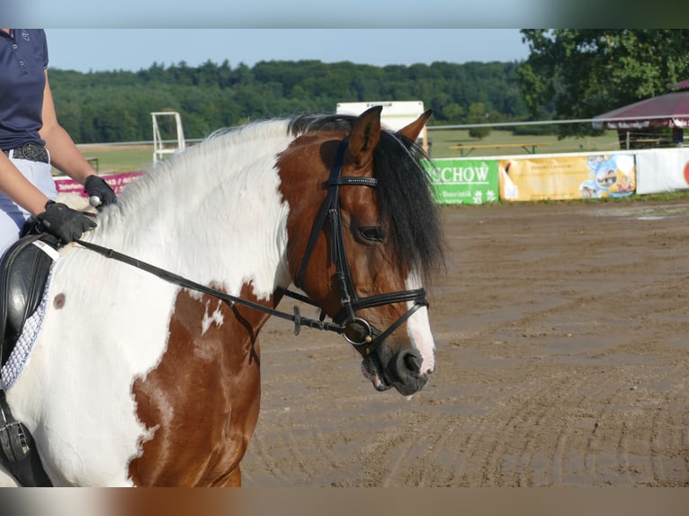 Cob Merrie 10 Jaar 145 cm Gevlekt-paard in Ganschow