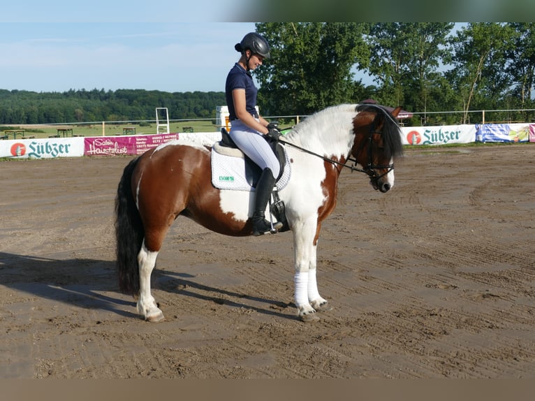 Cob Merrie 10 Jaar 145 cm Gevlekt-paard in Ganschow