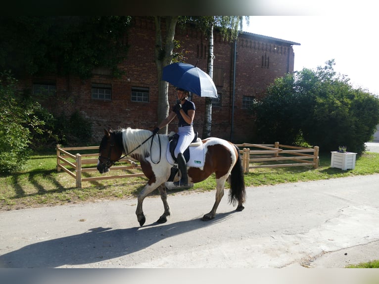Cob Merrie 10 Jaar 145 cm Gevlekt-paard in Ganschow