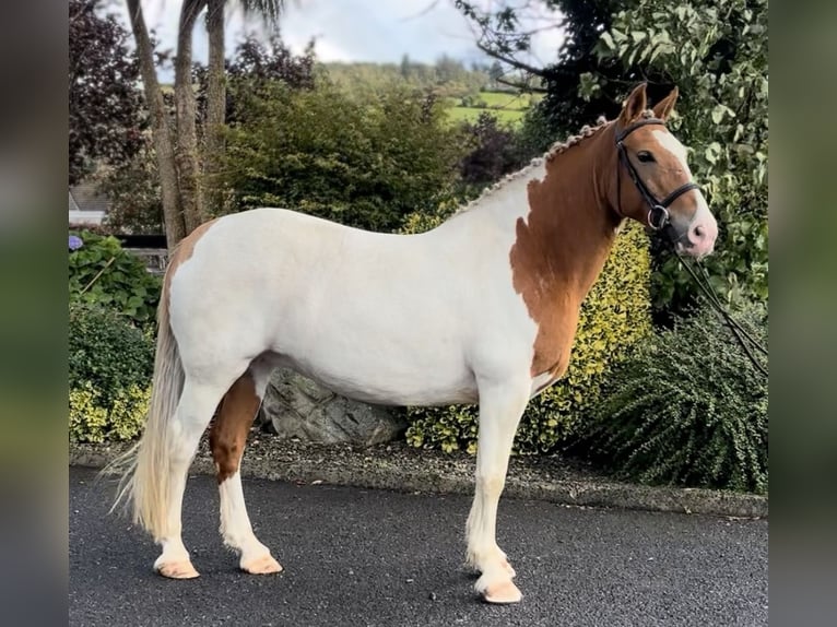Cob Merrie 10 Jaar 150 cm Gevlekt-paard in Down