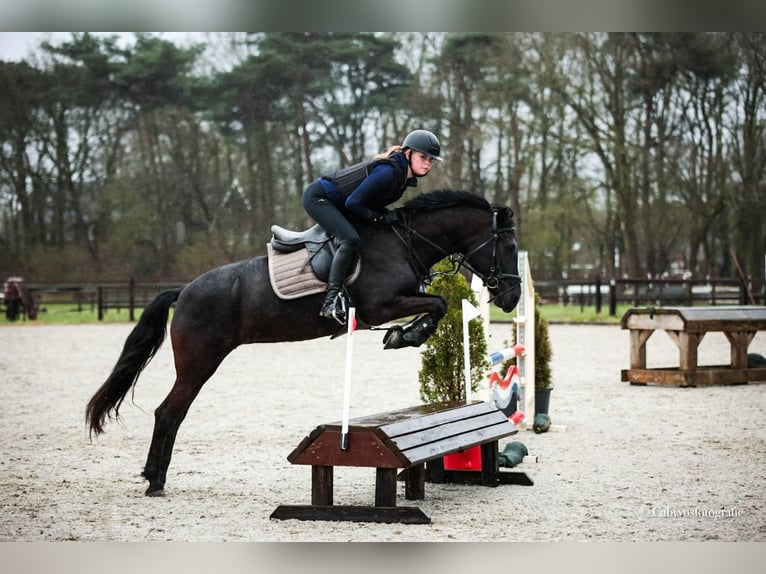Cob Merrie 11 Jaar 145 cm Zwart in Markelo