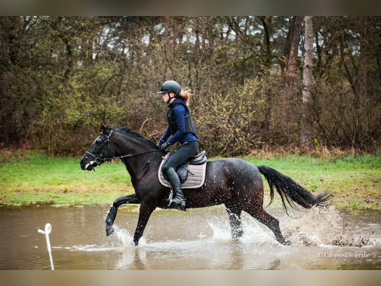 Cob Merrie 11 Jaar 145 cm Zwart in Markelo
