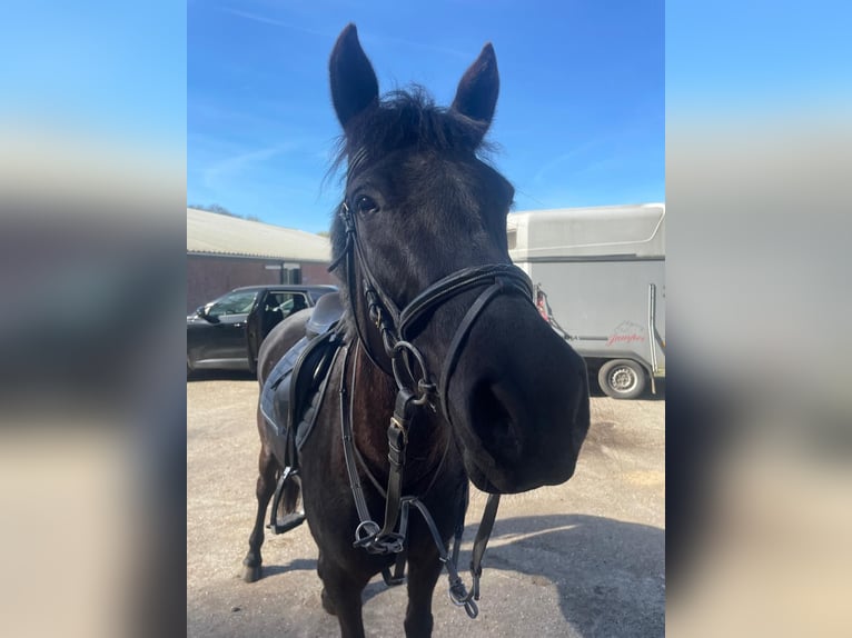 Cob Merrie 11 Jaar 145 cm Zwart in Markelo