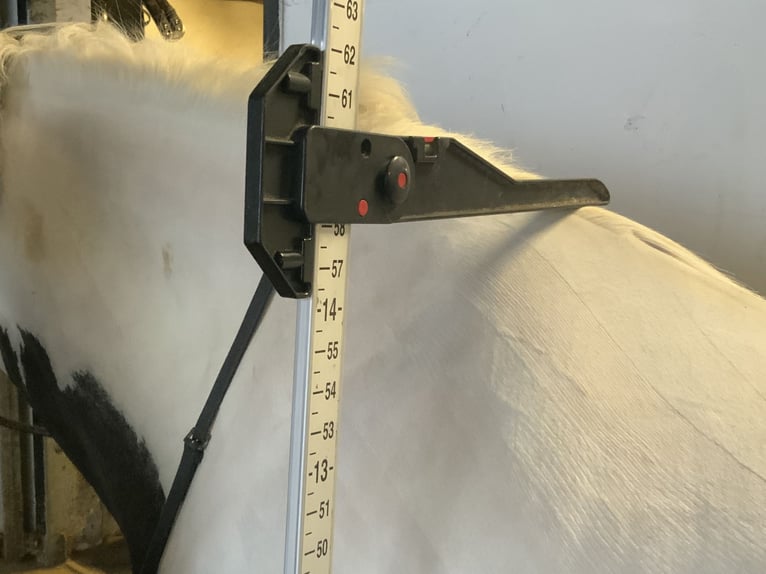 Cob Merrie 12 Jaar 148 cm Gevlekt-paard in Mountrath