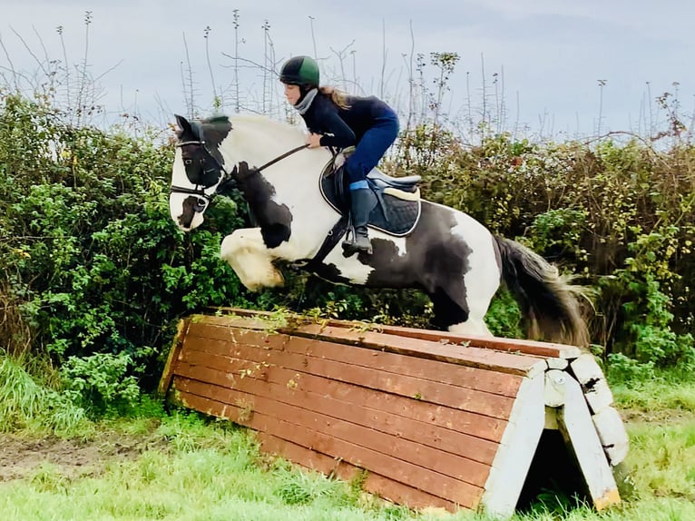 Cob Merrie 12 Jaar 148 cm Gevlekt-paard in Mountrath