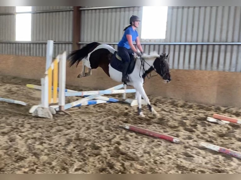 Cob Merrie 12 Jaar 150 cm Gevlekt-paard in Sligo