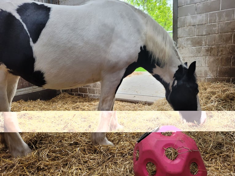 Cob Merrie 13 Jaar 113 cm Gevlekt-paard in Varel Dangastermoor