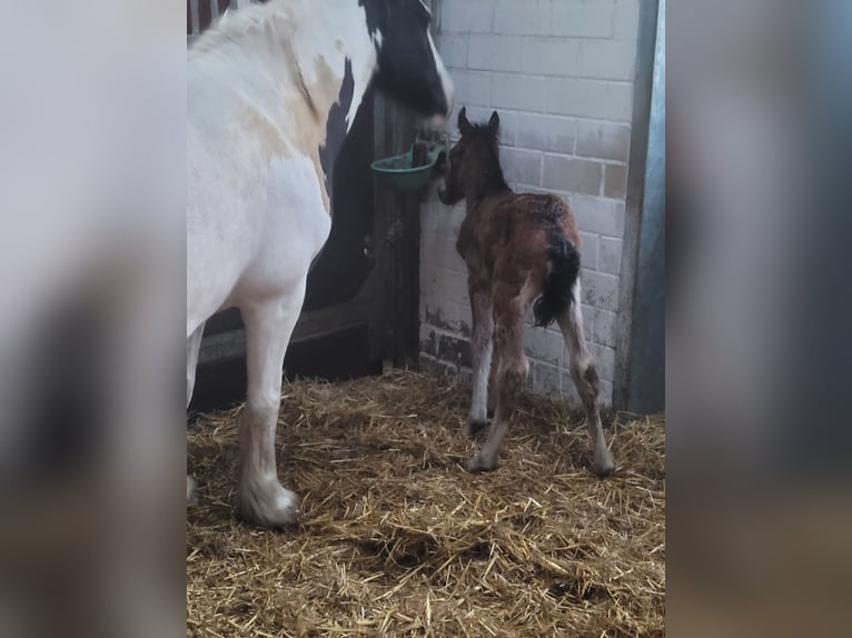 Cob Merrie 13 Jaar 113 cm Gevlekt-paard in Varel Dangastermoor