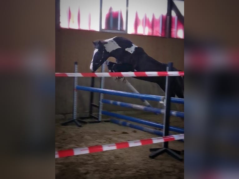 Cob Mix Merrie 13 Jaar 152 cm Gevlekt-paard in Bramsche