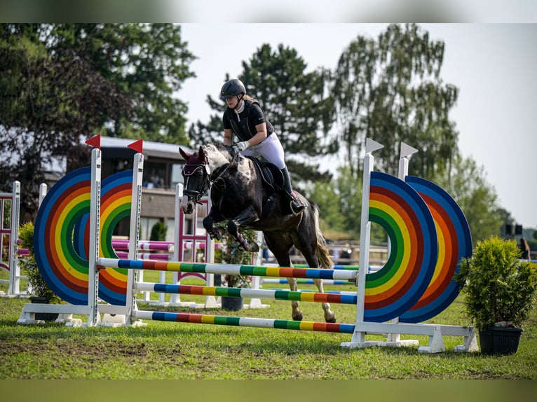 Cob Mix Merrie 13 Jaar 152 cm Gevlekt-paard in Bramsche