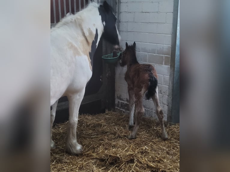 Cob Merrie 14 Jaar 113 cm Gevlekt-paard in Varel Dangastermoor