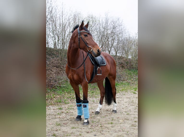 Cob Merrie 14 Jaar 152 cm Bruin in Sulingen