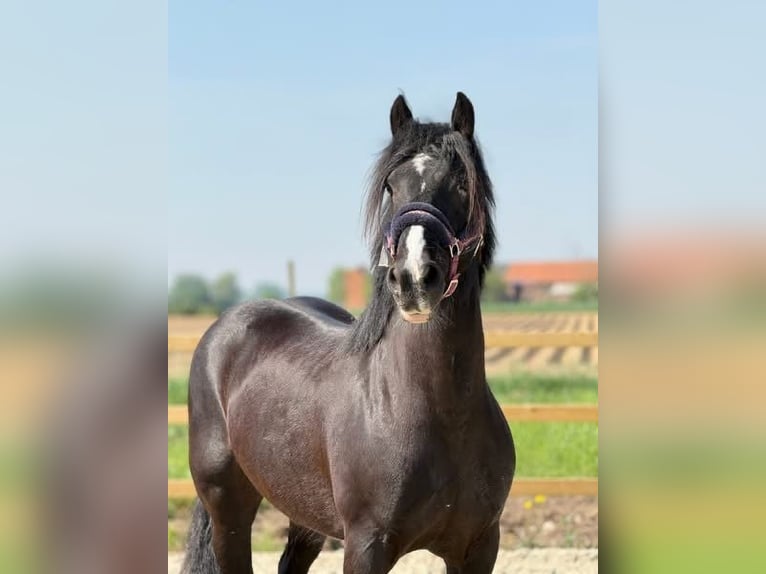 Cob Merrie 14 Jaar 153 cm Zwart in ploegsteert