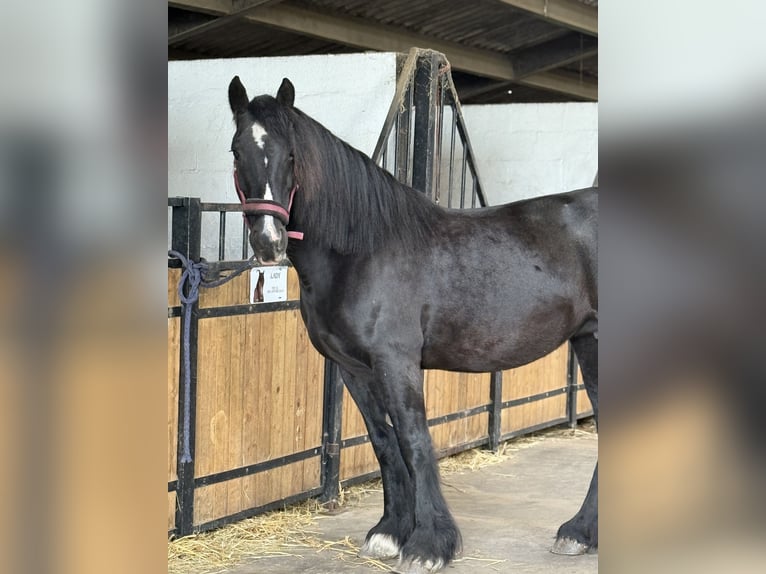 Cob Merrie 14 Jaar 153 cm Zwart in ploegsteert