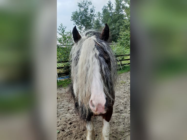 Cob Merrie 15 Jaar 140 cm Gevlekt-paard in Eggerding