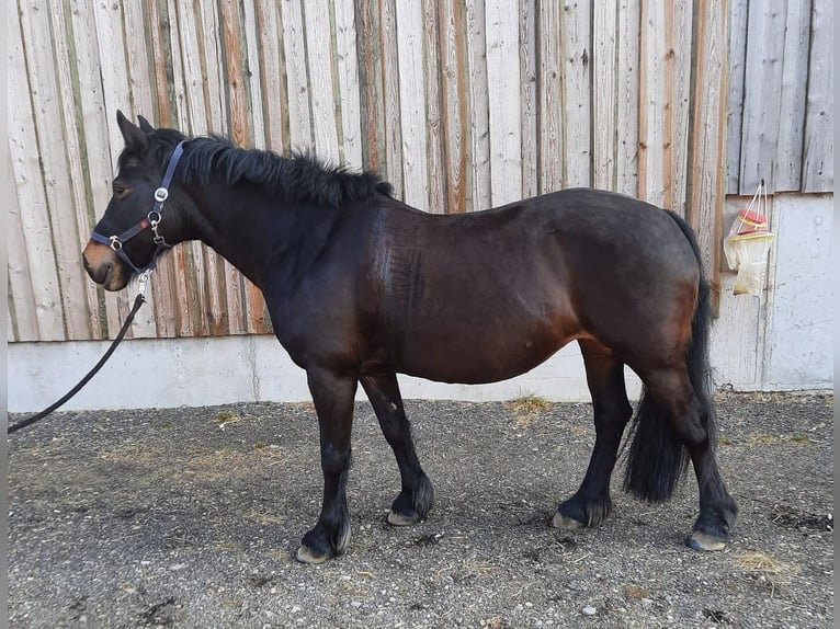 Cob Merrie 15 Jaar Zwartbruin in Eberhardzell