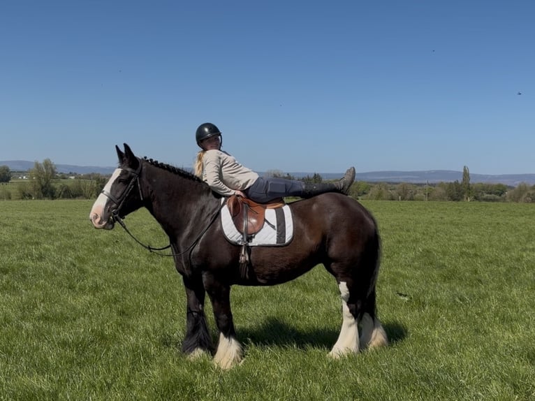 Cob Merrie 16 Jaar 153 cm Zwart in Co laois